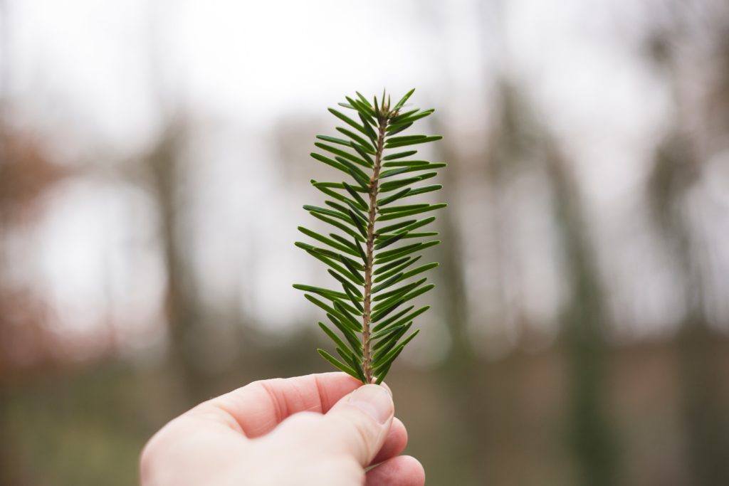 Granen har unika och klimatsmarta egenskaper